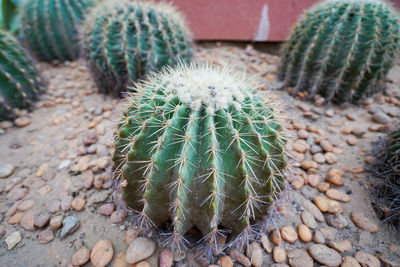 High angle view of cactus plant