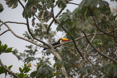 Closeup of toucan ramphastos toco sitting in trees transpantaneira, pantanal, brazil.