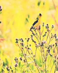 Close-up of bird perching on plant