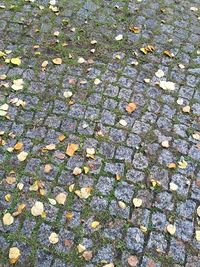 Full frame shot of leaves