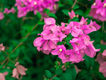 Close-up of pink flowering plant