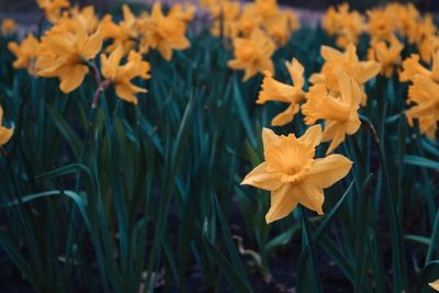 Close-up of yellow daffodil flowers on field