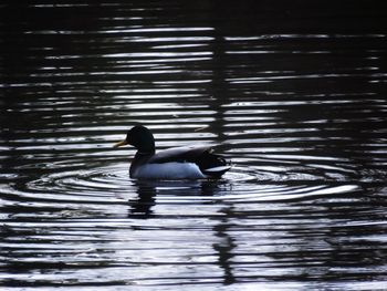 Duck swimming in a lake