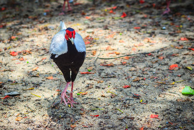 High angle view of bird perching on a field