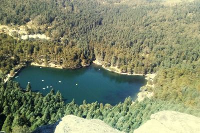 High angle view of lake in forest