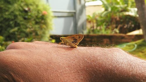 Close-up of butterfly on hand