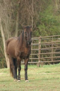 Horse on field