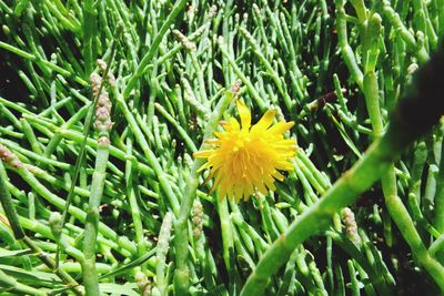 Close-up of yellow flower blooming outdoors