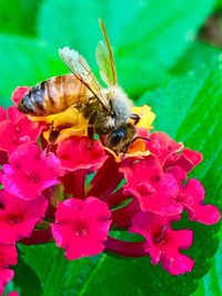 Close-up of bee pollinating on flower