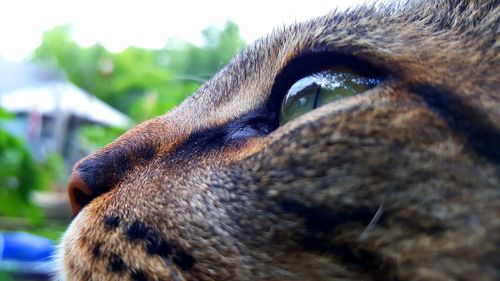 Close-up cropped image of cat looking away