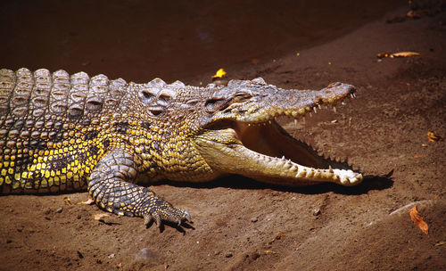 High angle view of lizard on land