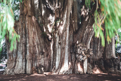 Close-up of trees in forest