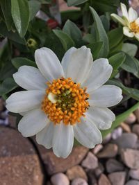 Close-up of flower blooming outdoors