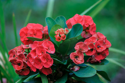 Close-up of pink rose flowers