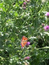 High angle view of butterfly pollinating on flower