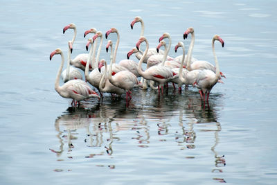 Swans swimming in lake