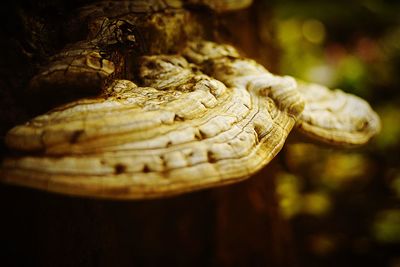 Close up of leaf