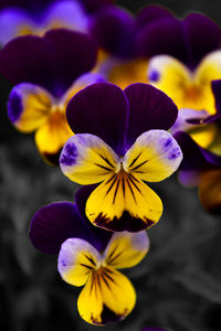 Close-up of purple flower