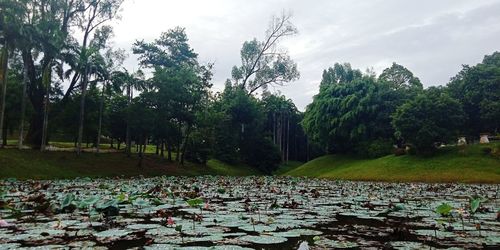 View of leaves and trees in forest against sky