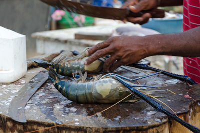 Cooking spiny lobster. chef hand with knife cuts fresh langoustine.  sri lanka