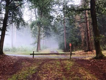 Trees in forest