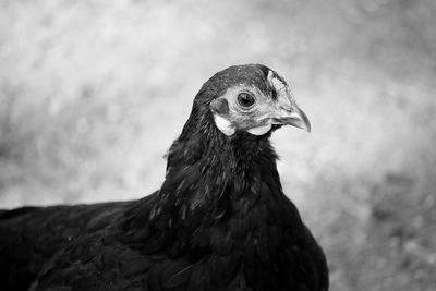 Close-up of a hen against blurred background