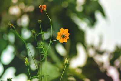 Close-up of flowering plants against blurred background