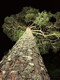 Low angle view of tree against sky at night