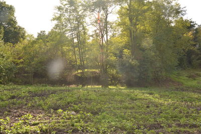 Scenic view of forest