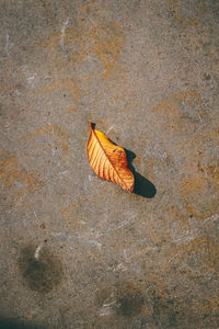 High angle view of butterfly on dry leaf