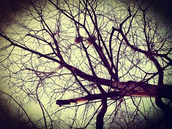 Low angle view of tree against sky