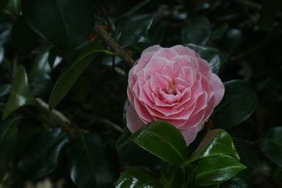 Close-up of pink rose