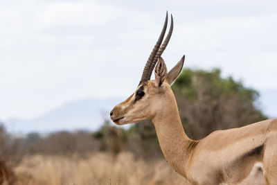 Side view of deer on land against sky