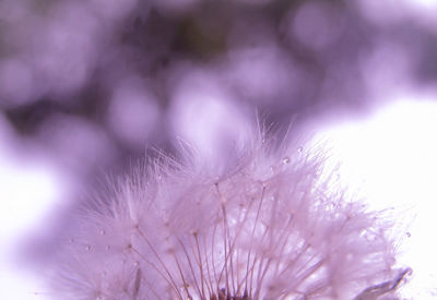 Close-up of dandelion