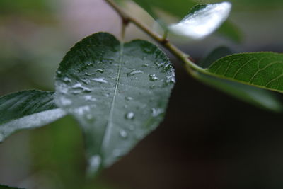 Close-up of water drops on leaf