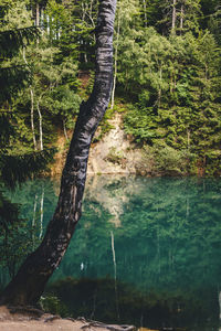 Scenic view of lake amidst trees in forest