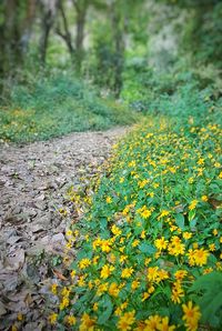 Close-up of yellow flowers growing in forest