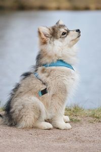 Full length of a dog looking away