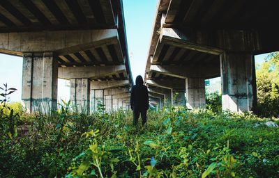 Rear view of man standing amidst plants