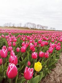 Close-up of pink tulips on field against sky