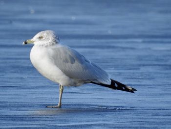 Close-up of seagull on beach