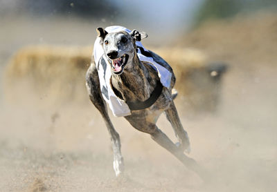 Greyhound running free in the field