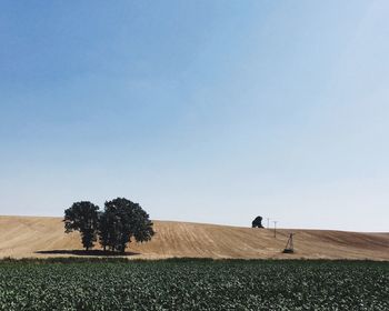 Trees on field against clear sky