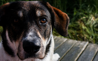 Close-up portrait of dog