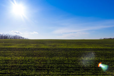 Sun shining over grassy field