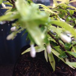 Close-up of fresh green plant