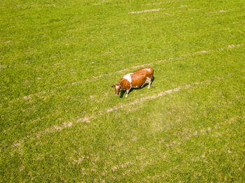 View of cow on grassy field