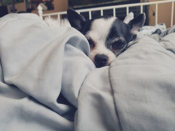 Close-up of dog relaxing on bed