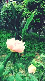 Close-up of flower blooming outdoors