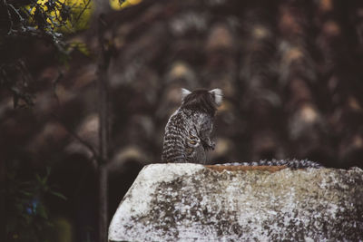 View of a cat on rock